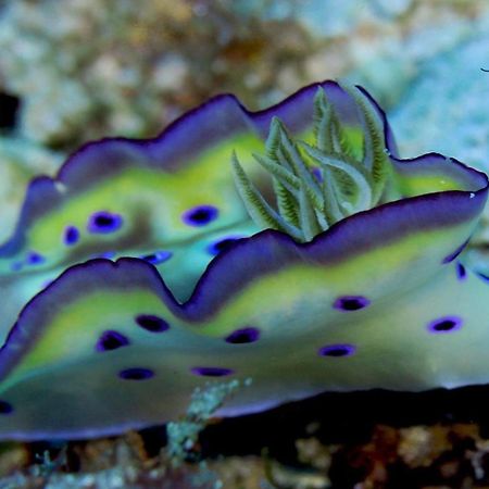 Tabari Dive Lodge Pulau Mansuar Eksteriør billede