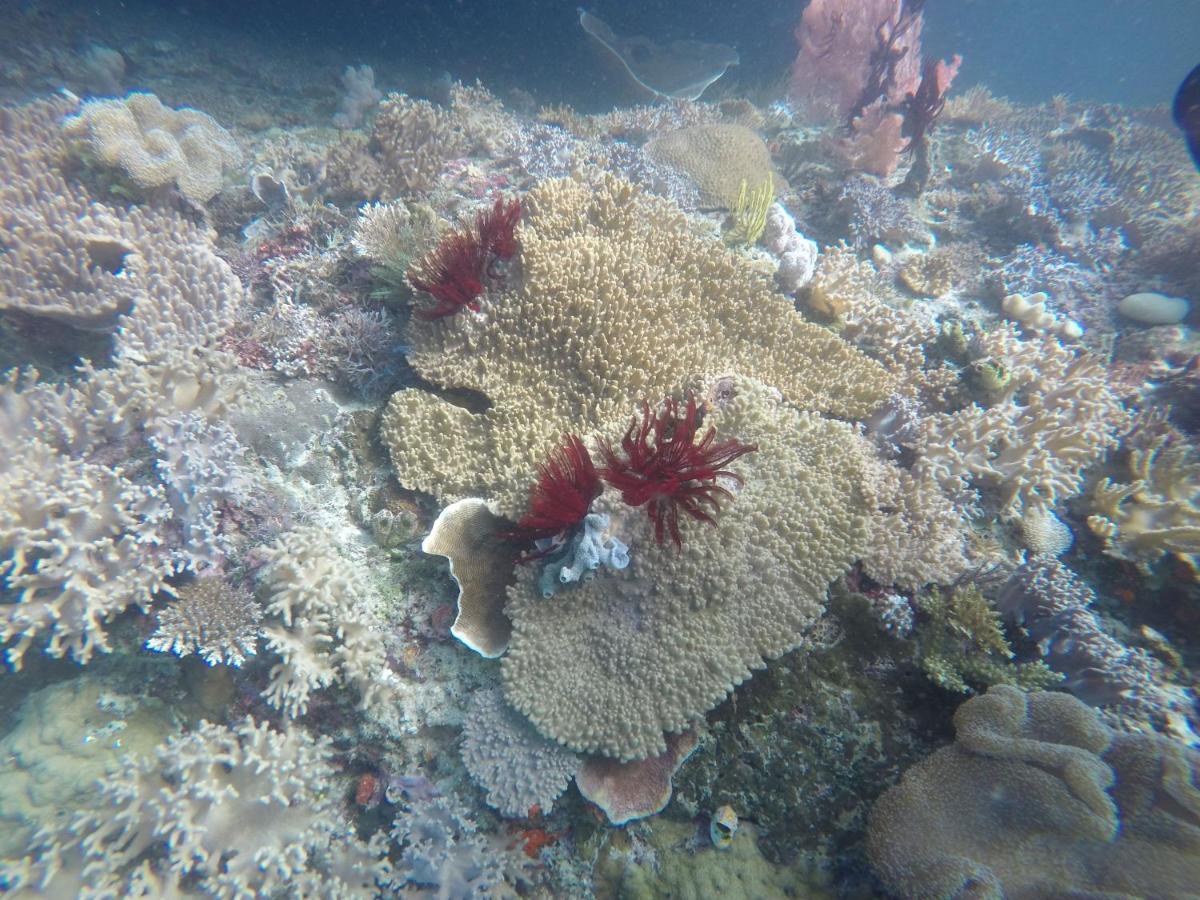Tabari Dive Lodge Pulau Mansuar Eksteriør billede
