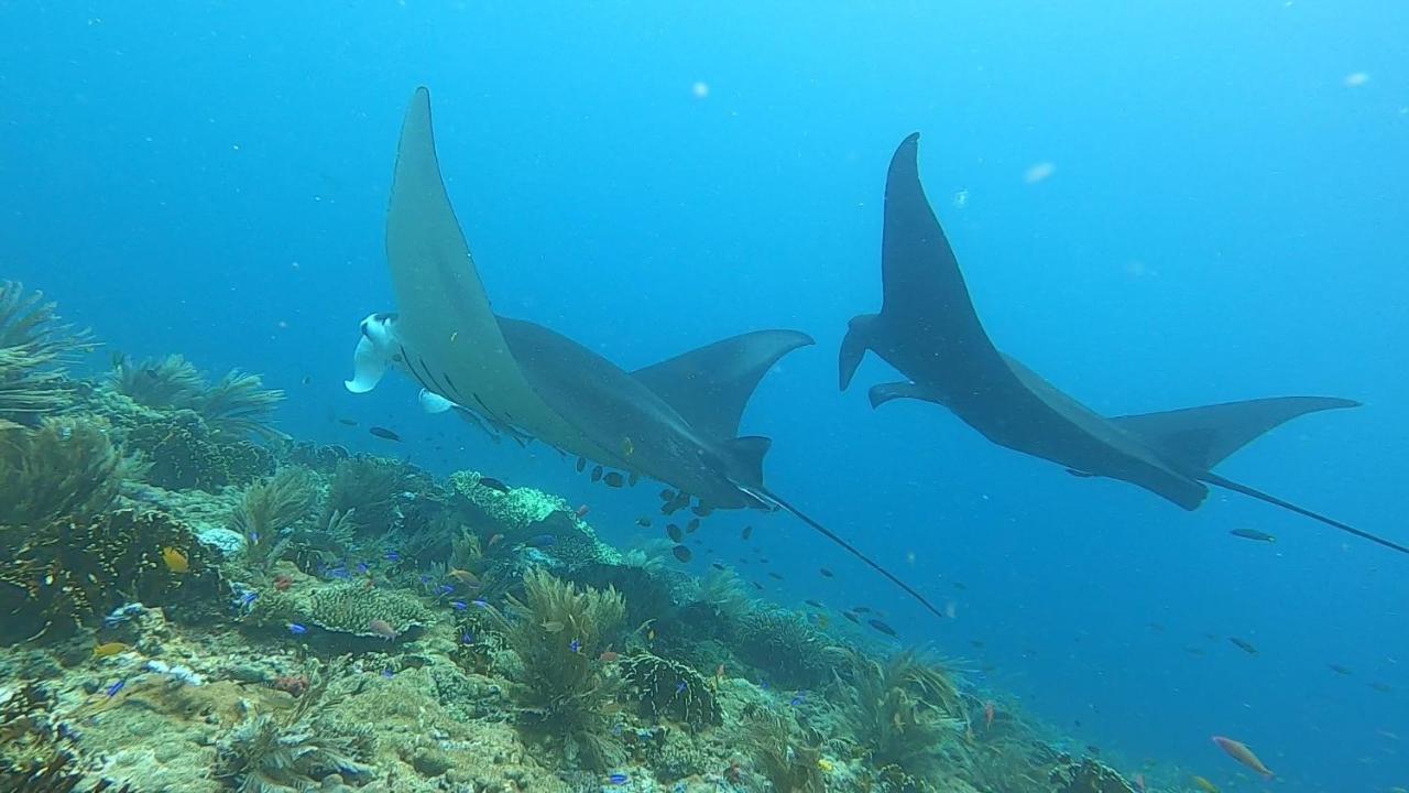 Tabari Dive Lodge Pulau Mansuar Eksteriør billede