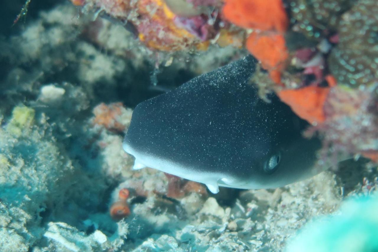 Tabari Dive Lodge Pulau Mansuar Eksteriør billede