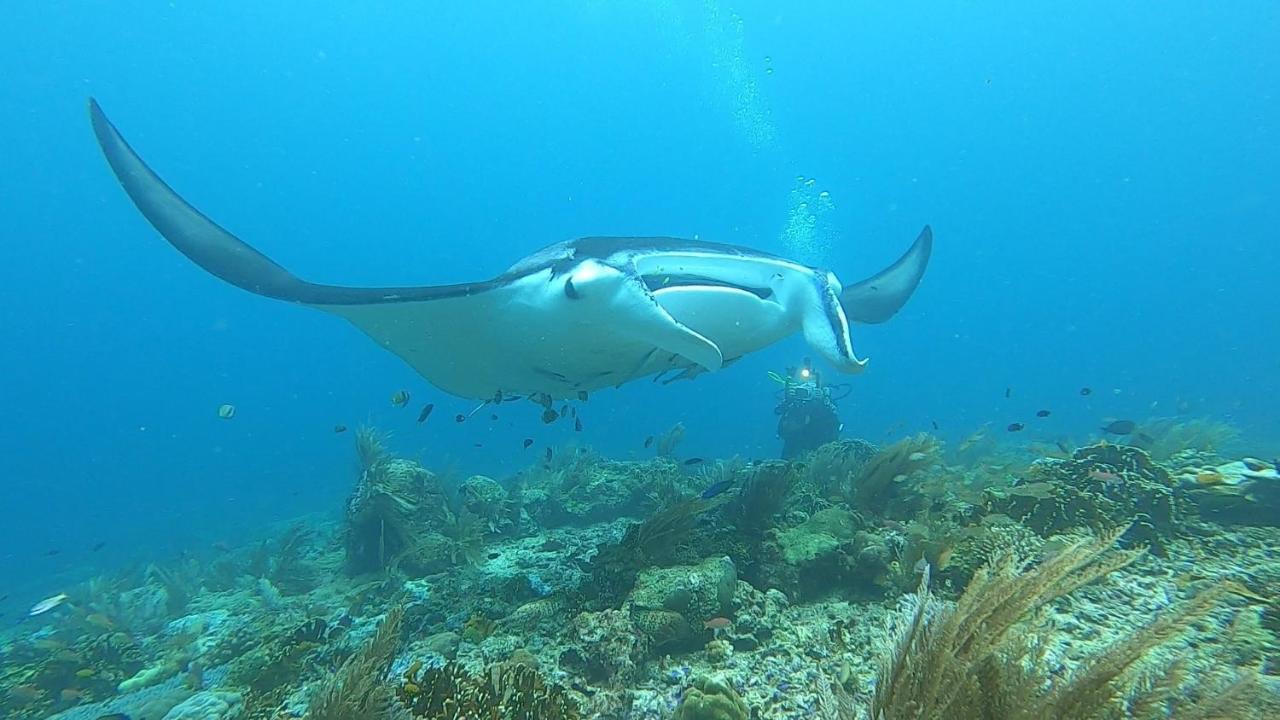 Tabari Dive Lodge Pulau Mansuar Eksteriør billede