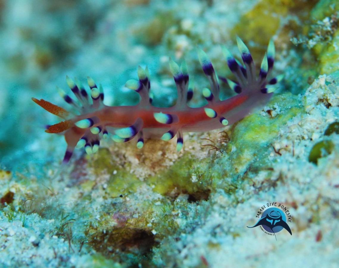 Tabari Dive Lodge Pulau Mansuar Eksteriør billede