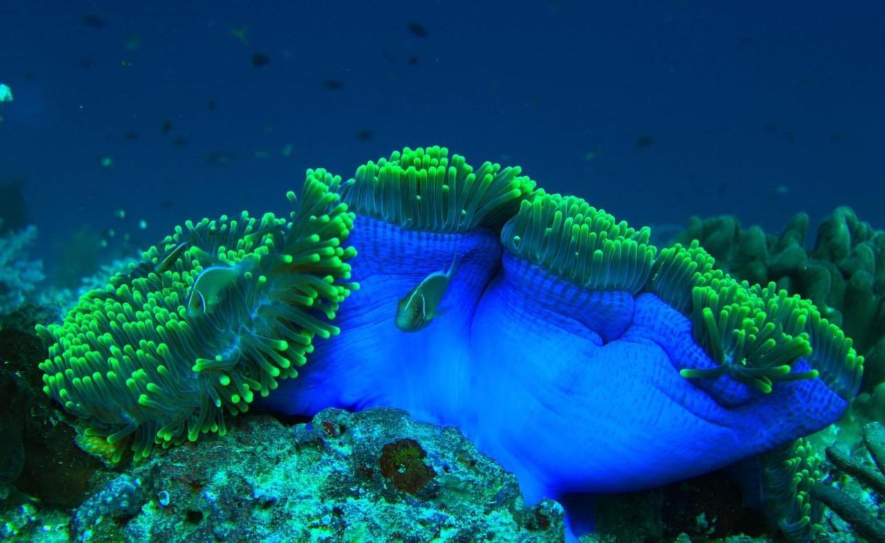 Tabari Dive Lodge Pulau Mansuar Eksteriør billede