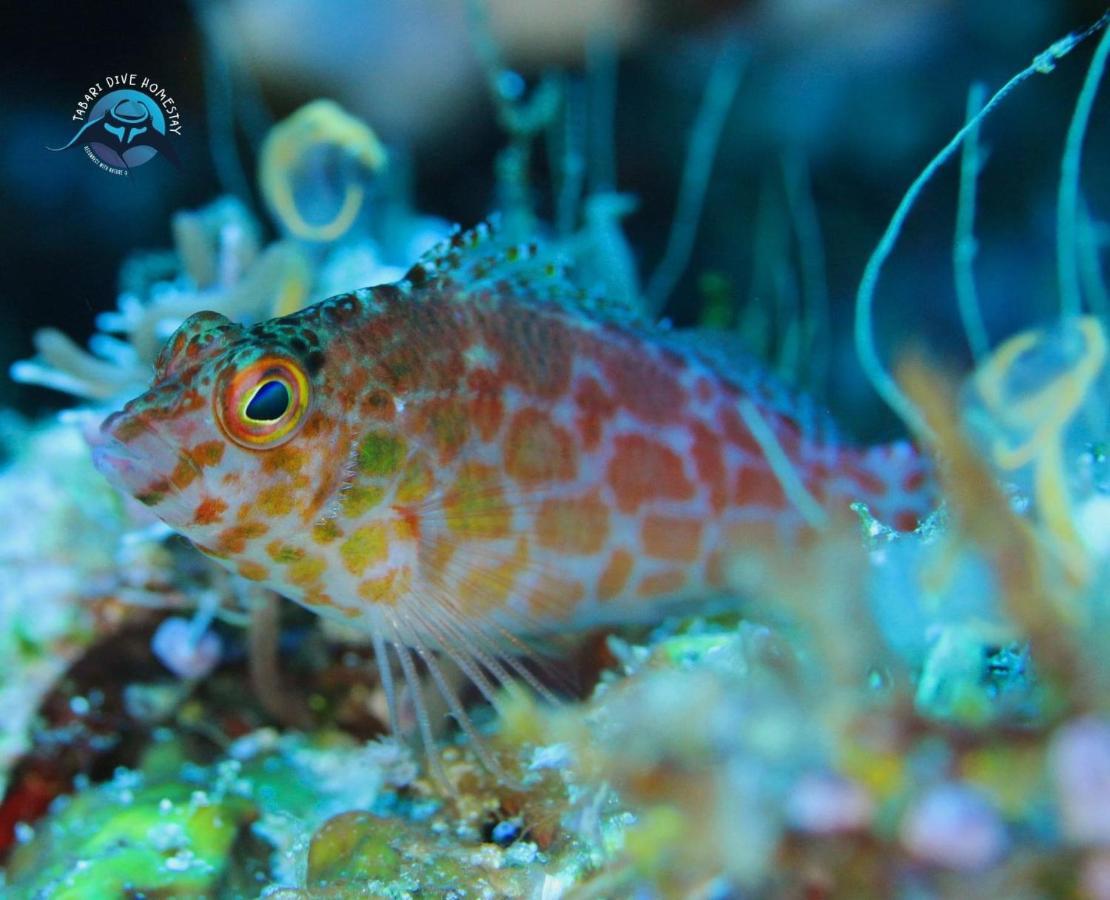 Tabari Dive Lodge Pulau Mansuar Eksteriør billede
