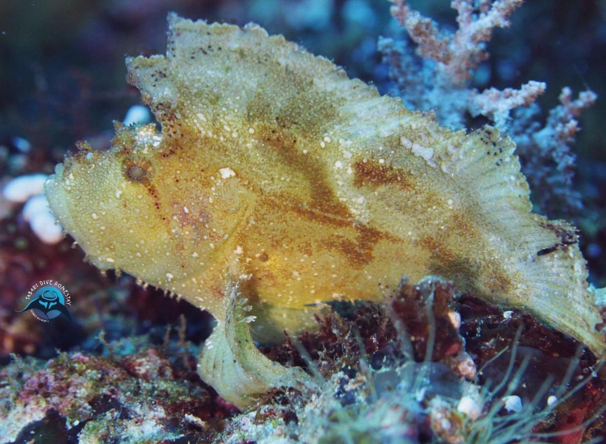 Tabari Dive Lodge Pulau Mansuar Eksteriør billede
