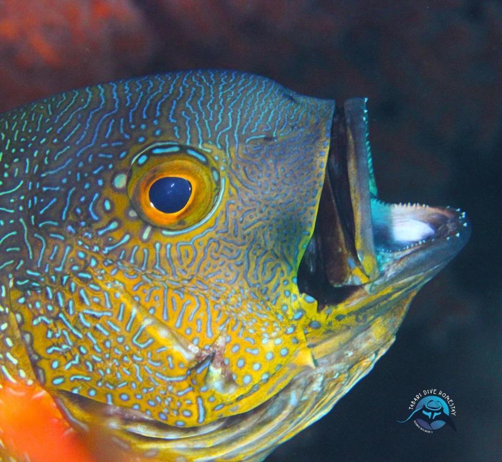 Tabari Dive Lodge Pulau Mansuar Eksteriør billede