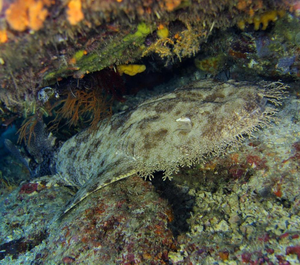Tabari Dive Lodge Pulau Mansuar Eksteriør billede