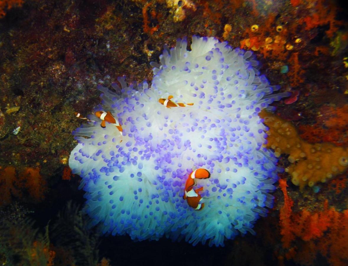 Tabari Dive Lodge Pulau Mansuar Eksteriør billede
