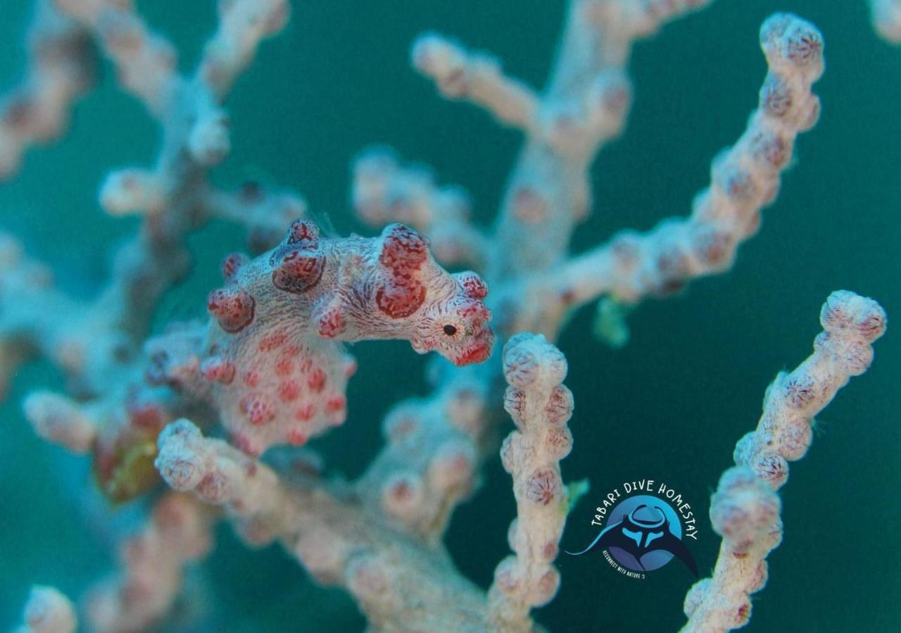 Tabari Dive Lodge Pulau Mansuar Eksteriør billede