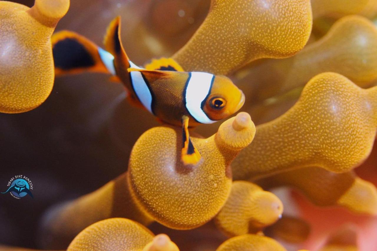 Tabari Dive Lodge Pulau Mansuar Eksteriør billede