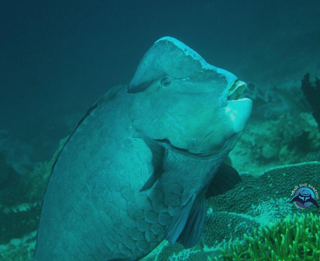 Tabari Dive Lodge Pulau Mansuar Eksteriør billede
