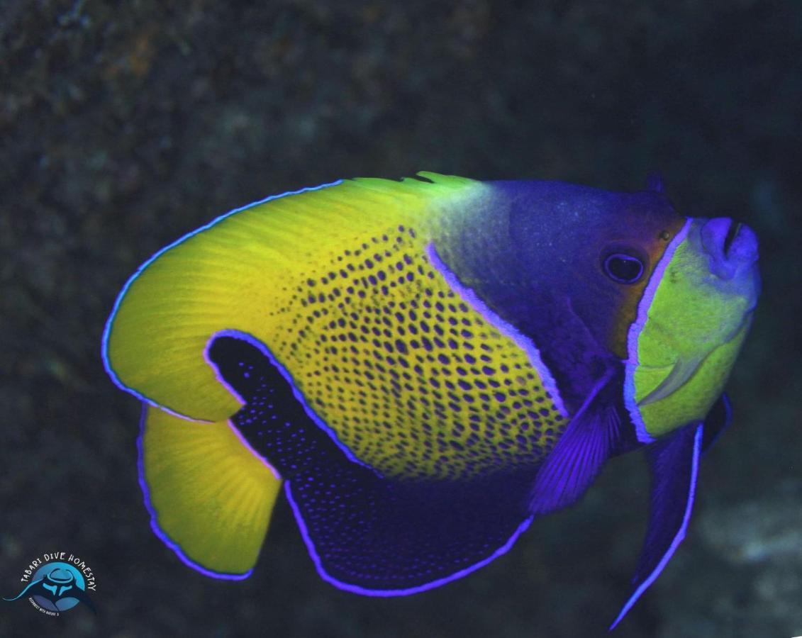 Tabari Dive Lodge Pulau Mansuar Eksteriør billede