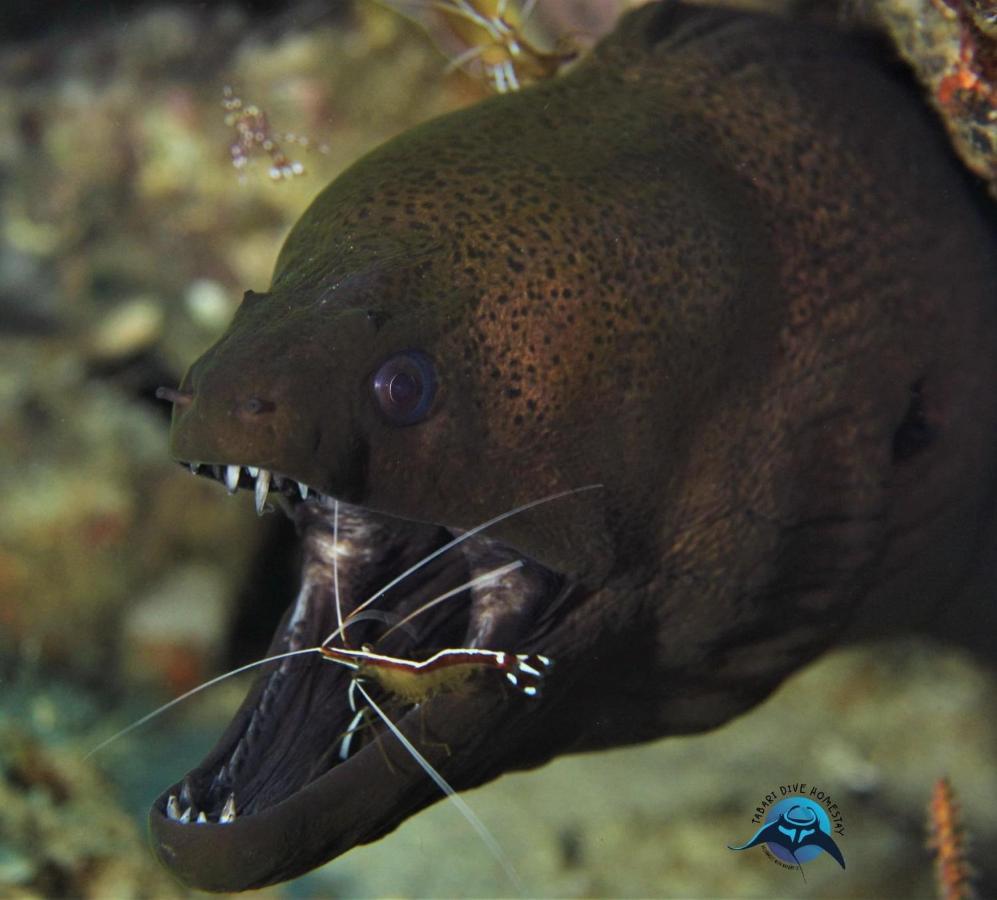 Tabari Dive Lodge Pulau Mansuar Eksteriør billede