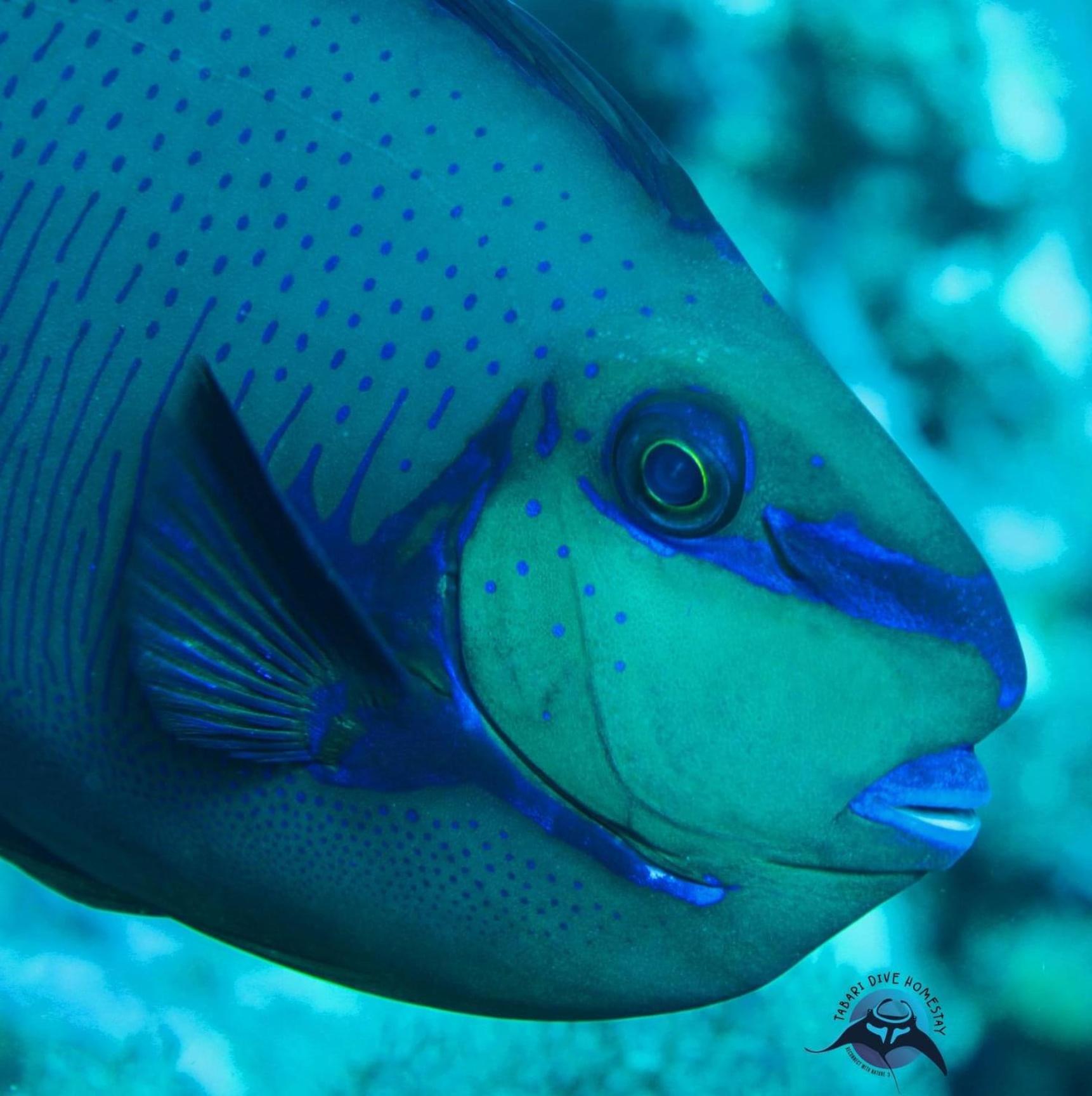Tabari Dive Lodge Pulau Mansuar Eksteriør billede