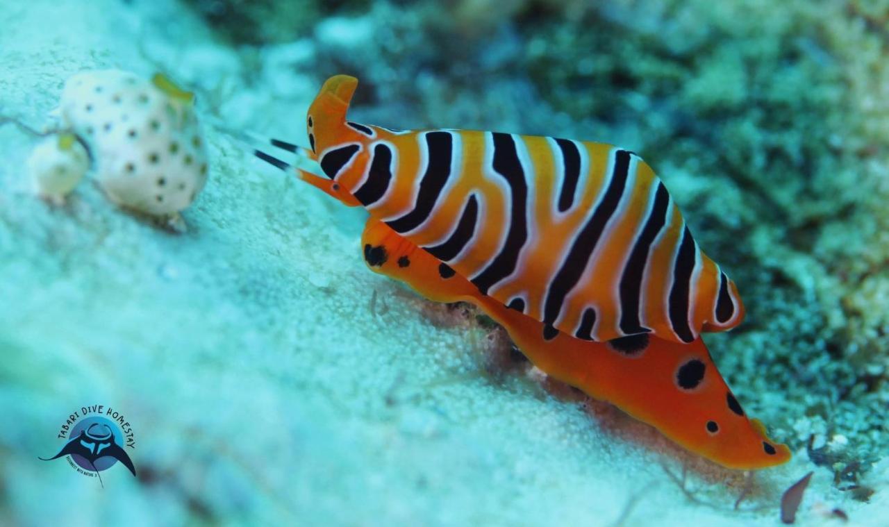 Tabari Dive Lodge Pulau Mansuar Eksteriør billede