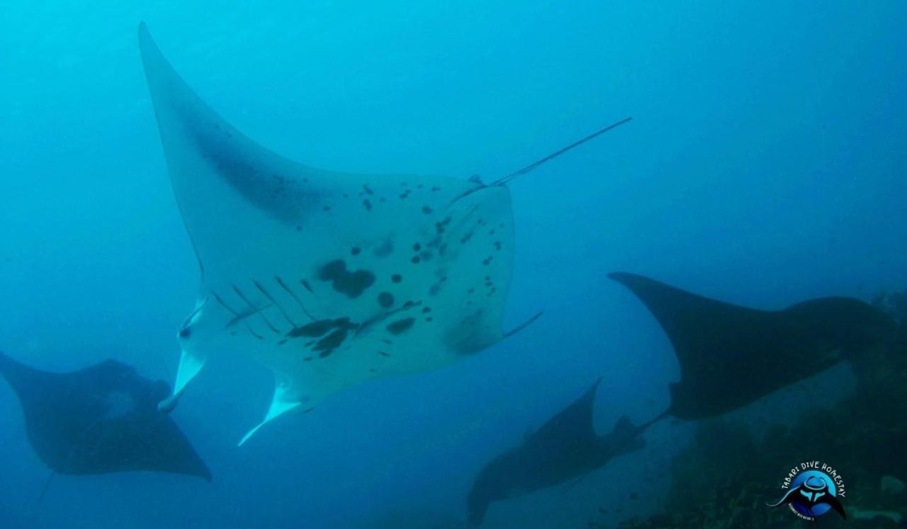 Tabari Dive Lodge Pulau Mansuar Eksteriør billede