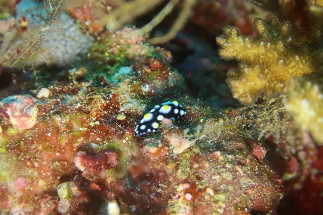 Tabari Dive Lodge Pulau Mansuar Eksteriør billede